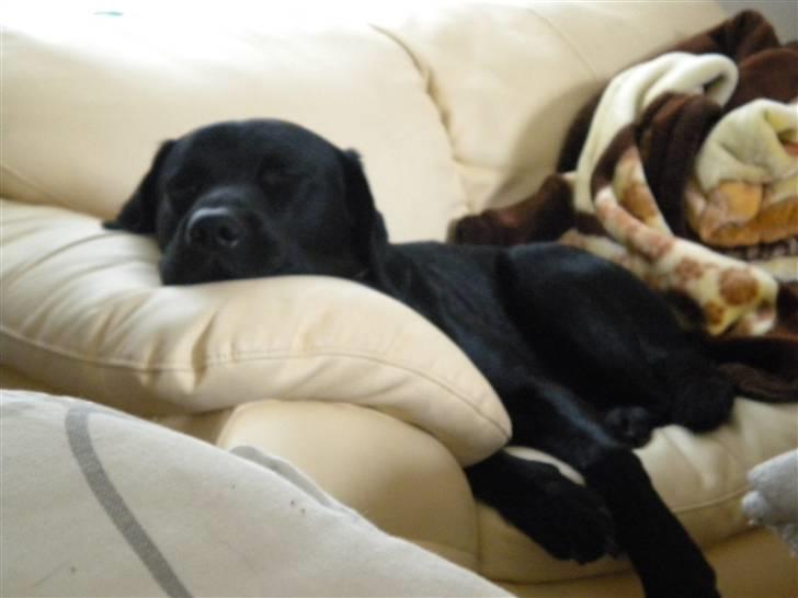 Labrador retriever Balou billede 14