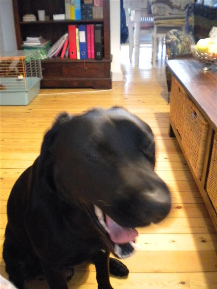 Labrador retriever Balou billede 16