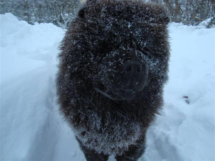 Chow chow Henning billede 16