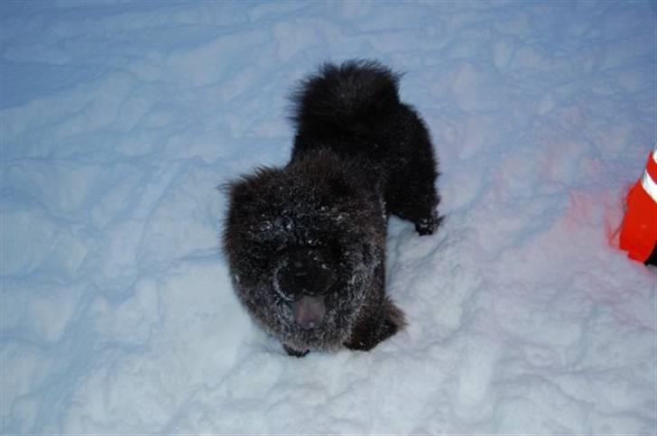 Chow chow Henning billede 17