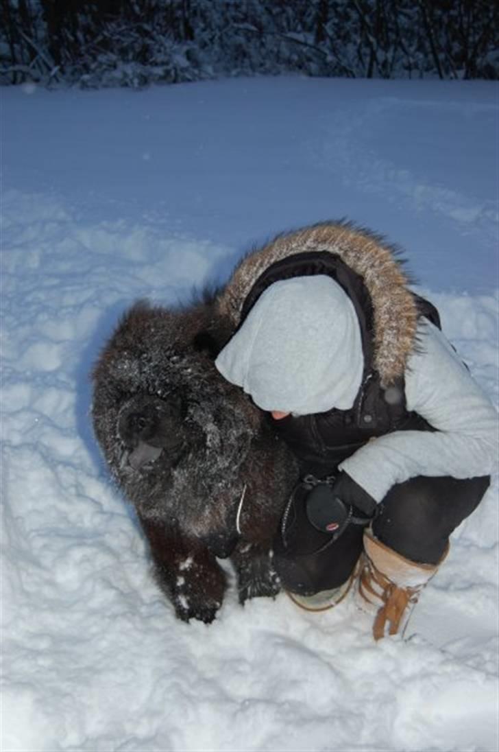 Chow chow Henning billede 18