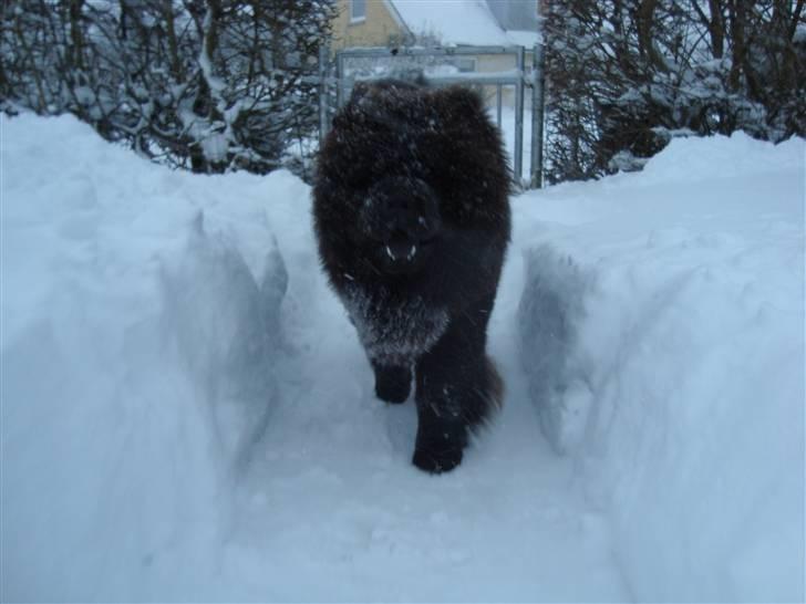 Chow chow Henning billede 19