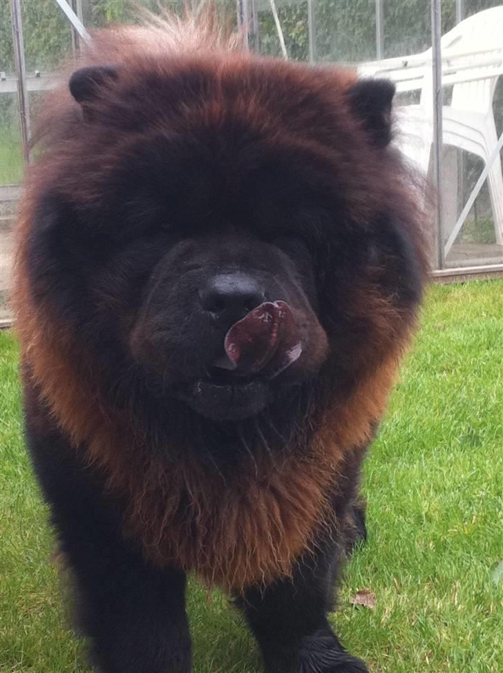Chow chow Henning billede 20
