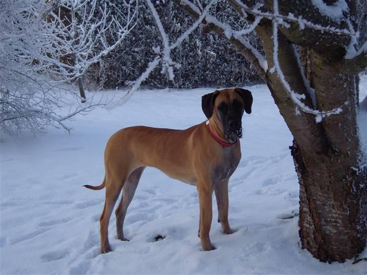 Grand danois Soffi  RIP billede 11