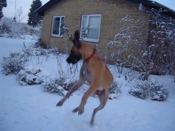 Grand danois Soffi  RIP - Snedans.....  ;) billede 12