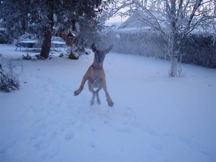 Grand danois Soffi  RIP - Elegance på højt niveau billede 13