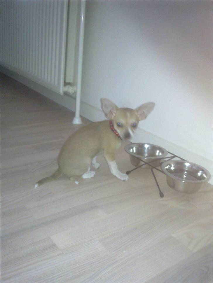 Chihuahua Zoey billede 3