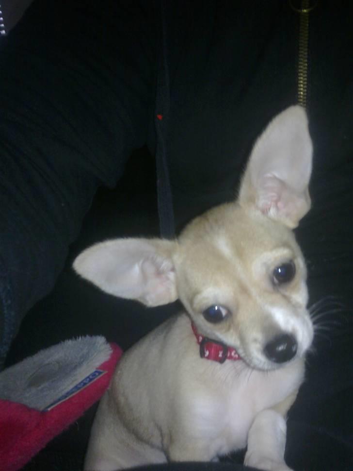 Chihuahua Zoey billede 4