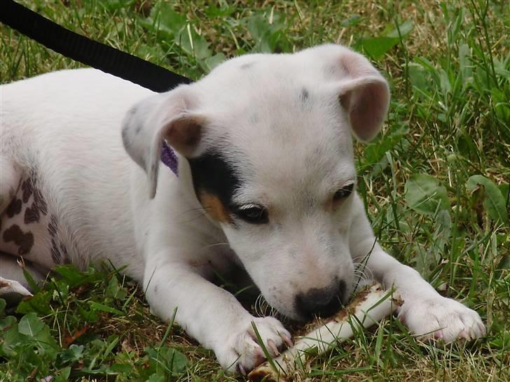 Jack russell terrier Viola - 10 uger gammel billede 3