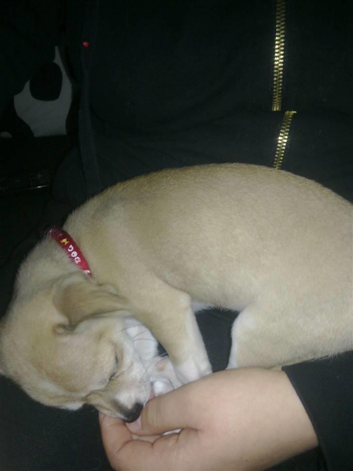 Chihuahua Zoey billede 5