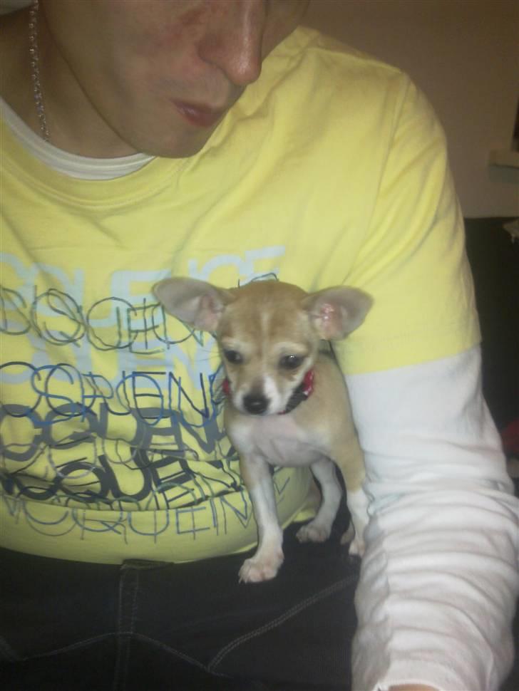 Chihuahua Zoey billede 6