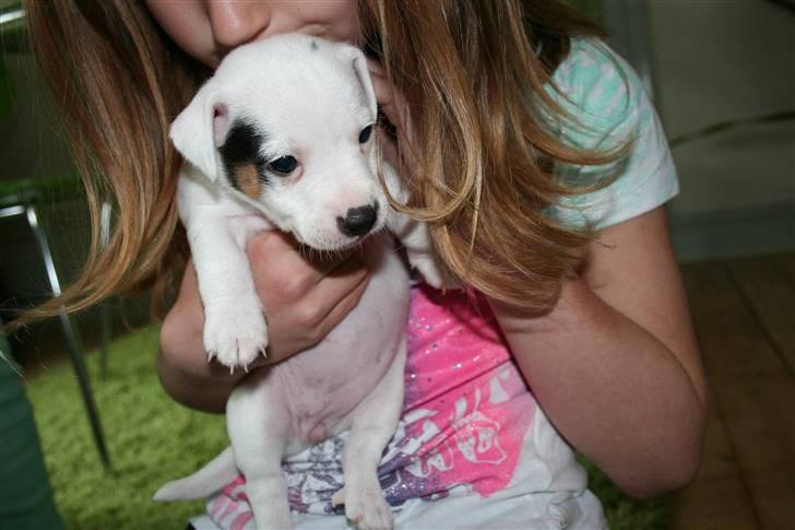 Jack russell terrier Viola - 6 uger gammel billede 4