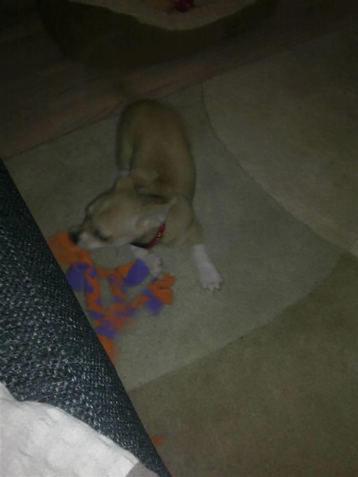 Chihuahua Zoey billede 7