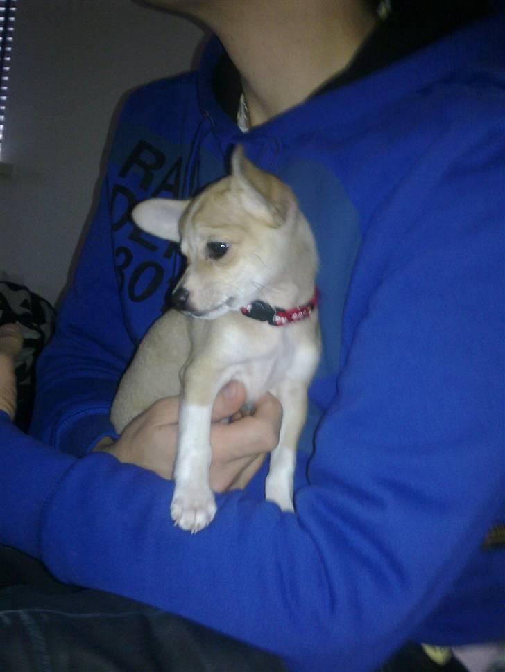 Chihuahua Zoey billede 8