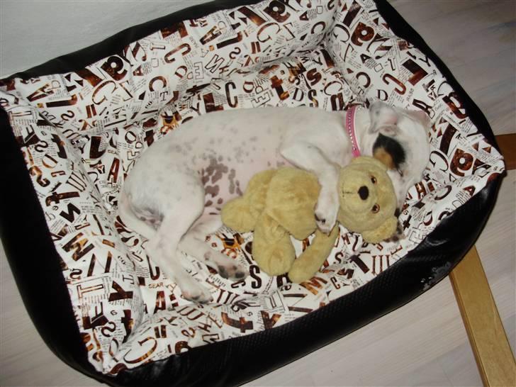 Jack russell terrier Viola - Lige flyttet ind. 12 uger gammel og hun har fået en bamse af pigerne. billede 5