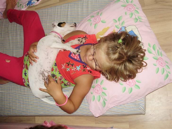 Jack russell terrier Viola - Typisk foran fjernsynet hygge mens Viola endnu havde behov for en slapper engang imellem. billede 6