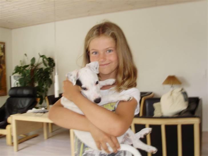 Jack russell terrier Viola - ½ år gammel billede 7