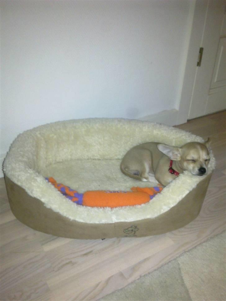 Chihuahua Zoey billede 9