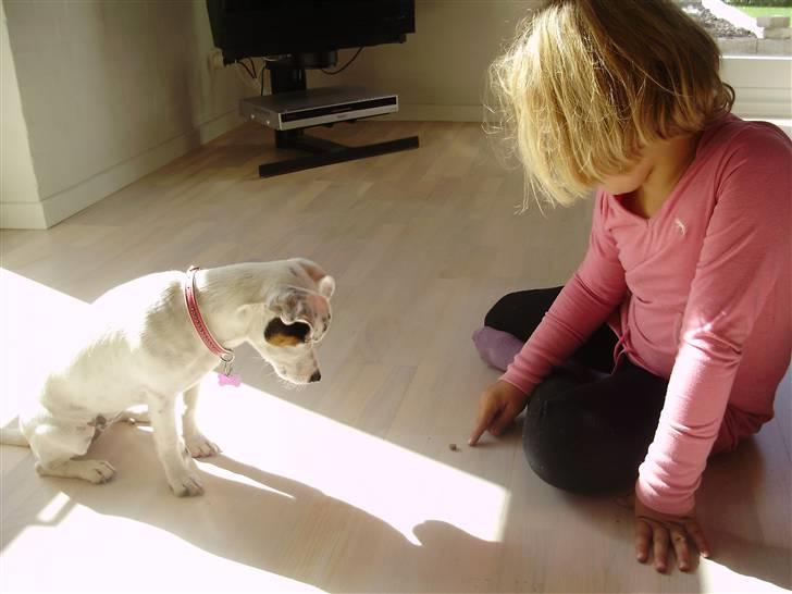 Jack russell terrier Viola - Viola er 5 måneder gammel her og øver ´Det min´ med Theresa på fem år billede 8