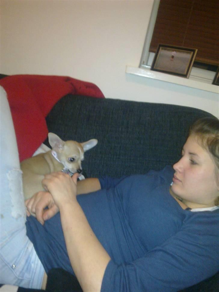 Chihuahua Zoey billede 10