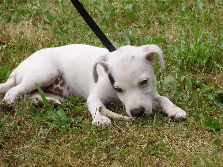 Jack russell terrier Viola - 10 uger gammel billede 9