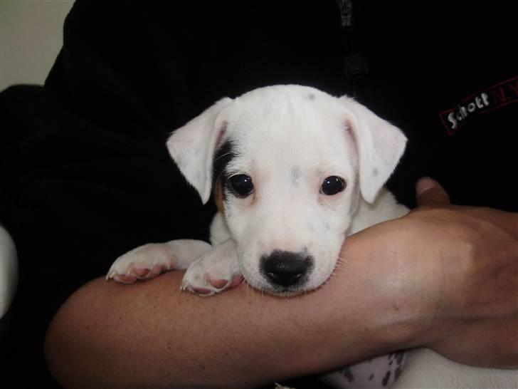 Jack russell terrier Viola - 6 uger gammel billede 10