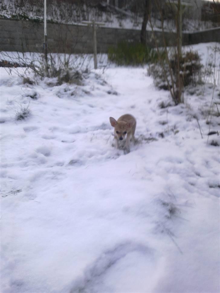 Chihuahua Zoey billede 12