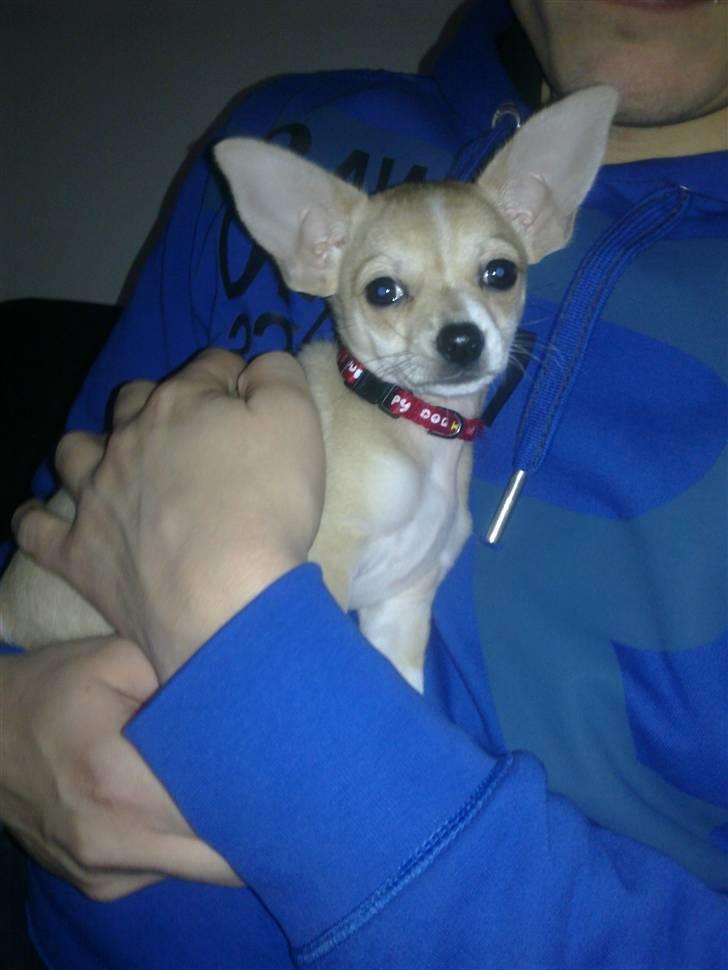 Chihuahua Zoey billede 13