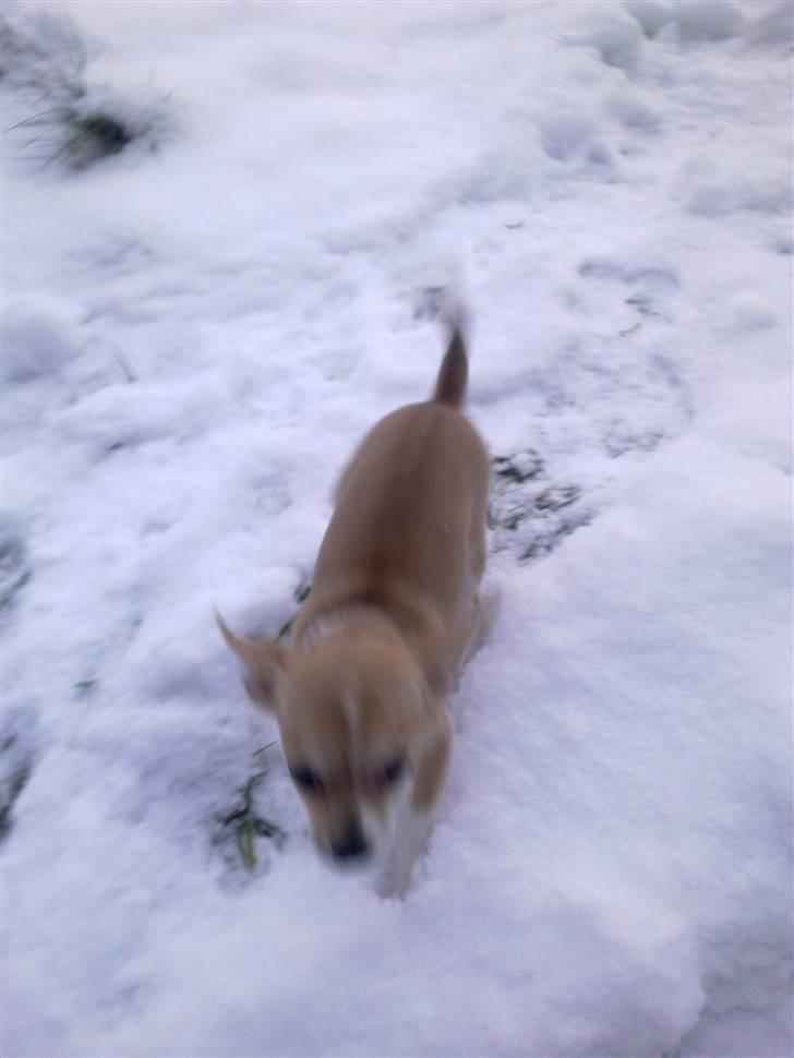 Chihuahua Zoey billede 14