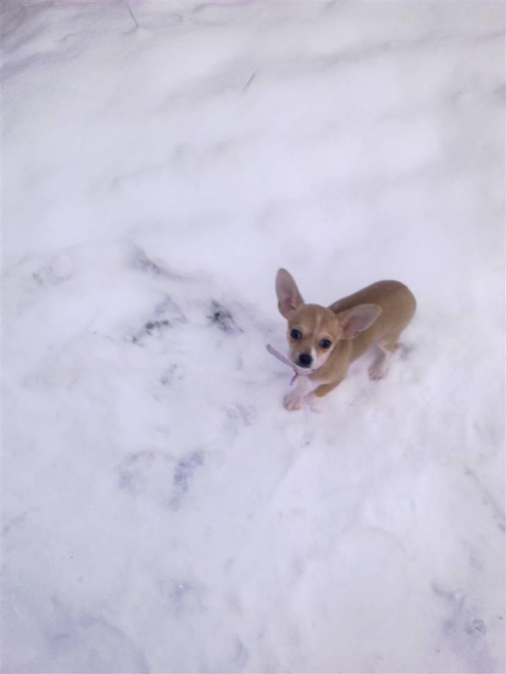 Chihuahua Zoey billede 15