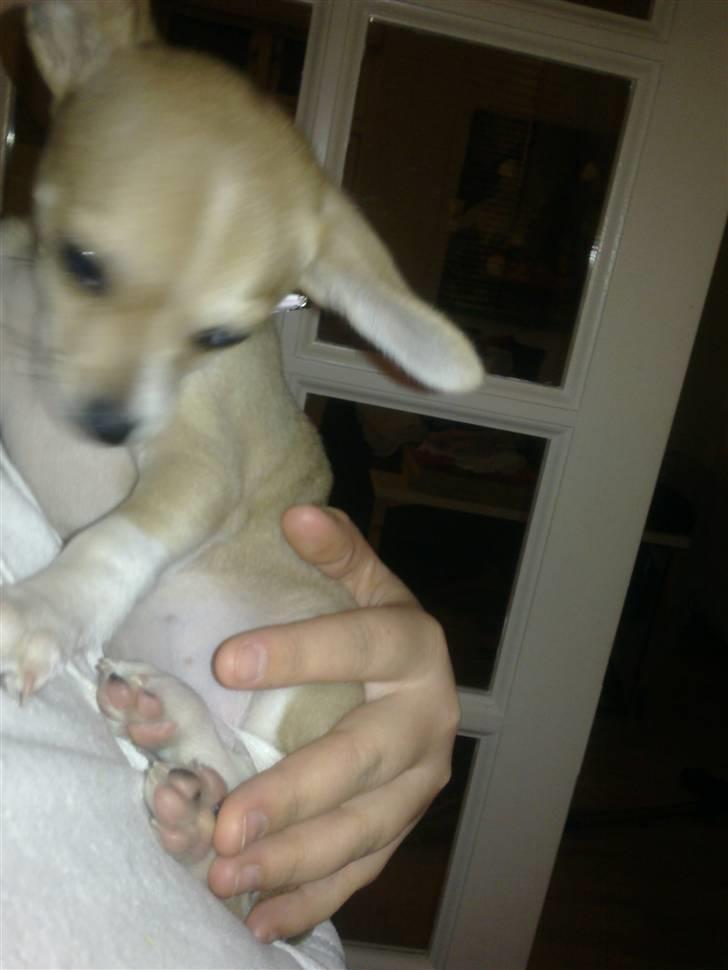 Chihuahua Zoey billede 16