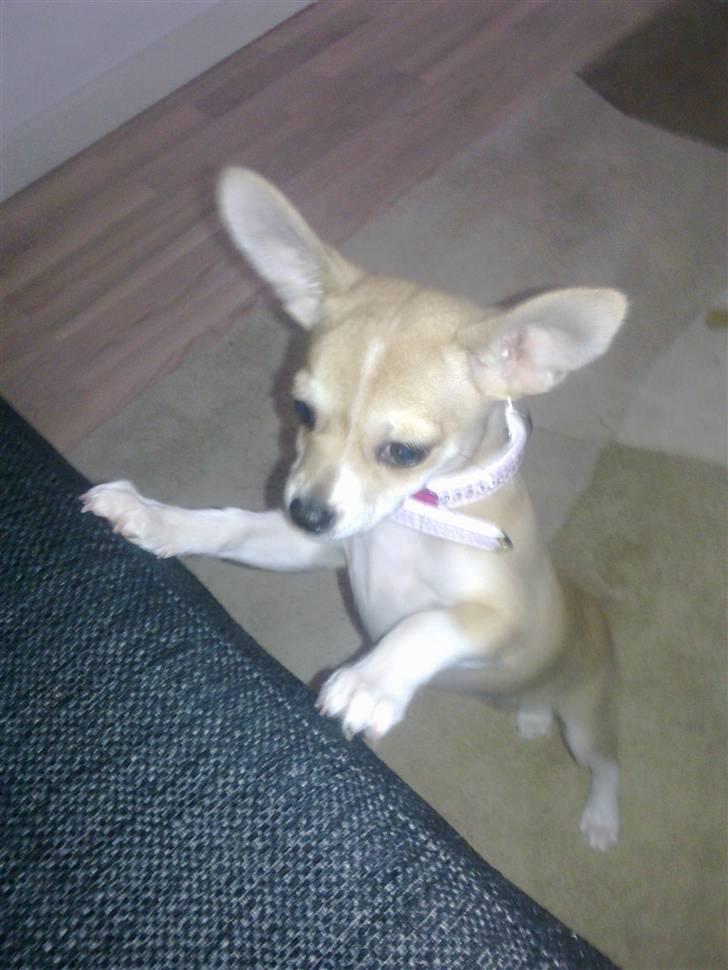 Chihuahua Zoey billede 17