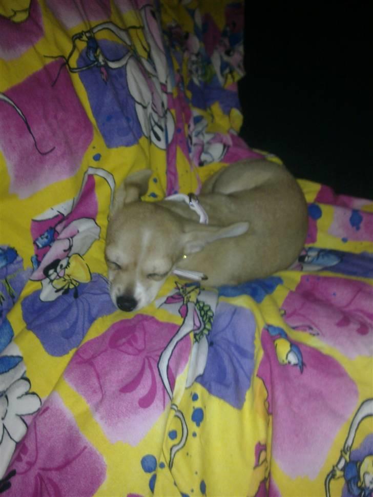 Chihuahua Zoey billede 18