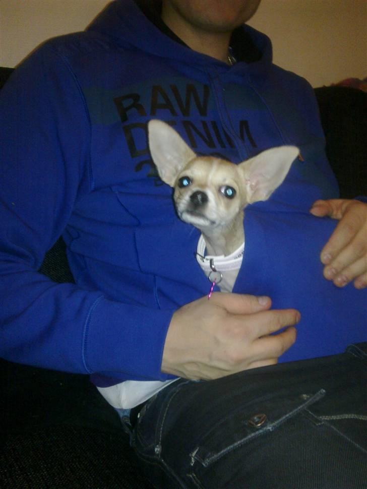 Chihuahua Zoey billede 19