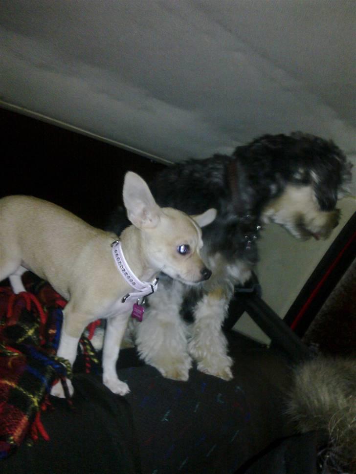 Chihuahua Zoey billede 20