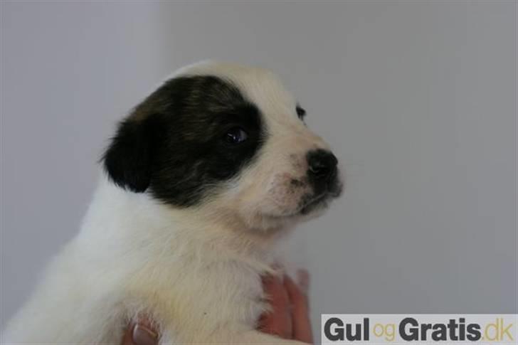 Blanding af racer Acilla billede 10