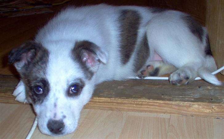 Blanding af racer Acilla billede 11