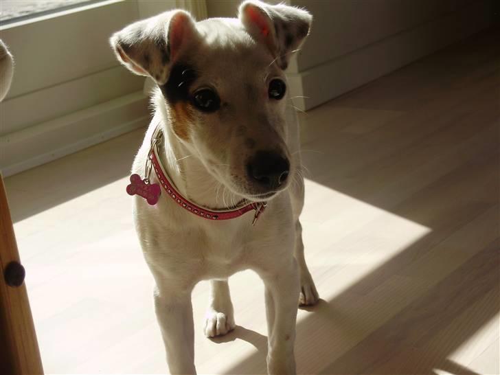 Jack russell terrier Viola - 5 måneder gammel billede 11