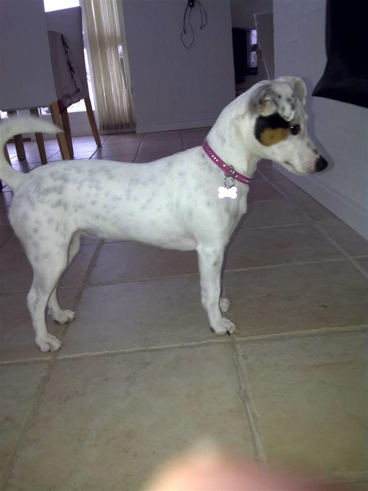 Jack russell terrier Viola - 8 måneder gammel. Hun vokser ikke rigtig mere, så det er nok den størrelse hun skal have :) billede 12