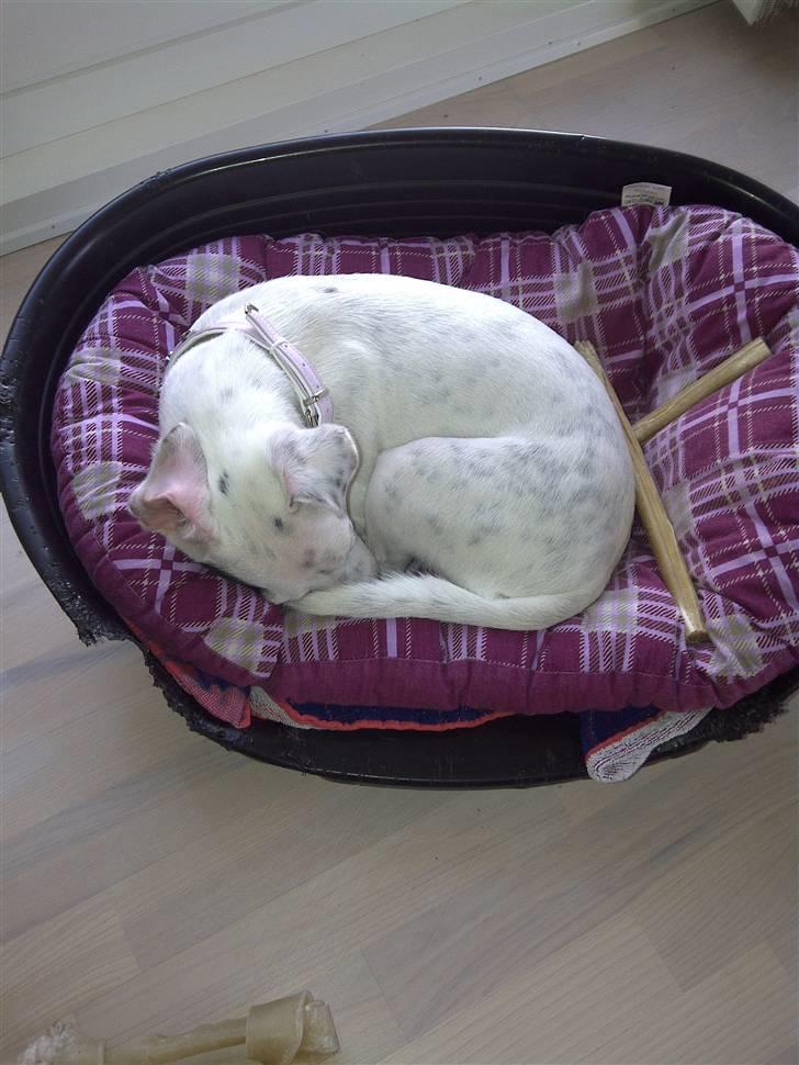 Jack russell terrier Viola - Efter 1 time i legestue med 20 andre hunde er en lur nødvendig! billede 13