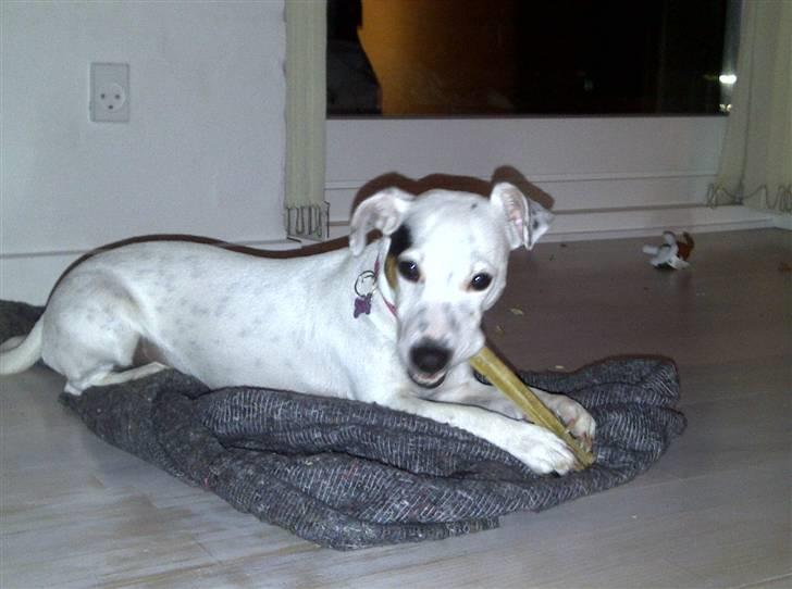 Jack russell terrier Viola - Det elskede hundetæppe og det elskede tyggeben billede 14