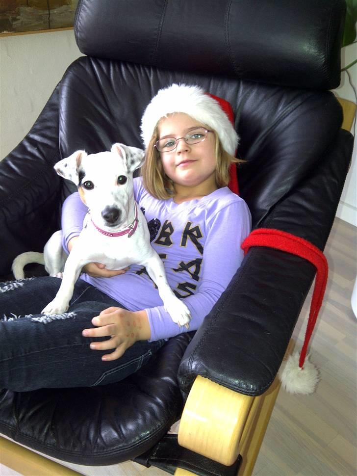 Jack russell terrier Viola - Theresa julehygger med Viola, 8 måneder gammel. billede 15