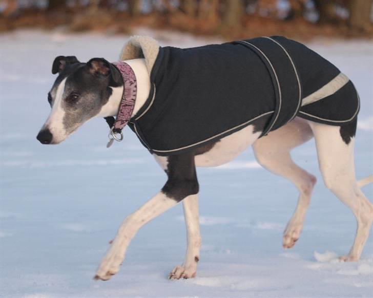 Whippet Alfa - 07/01-2011 billede 13
