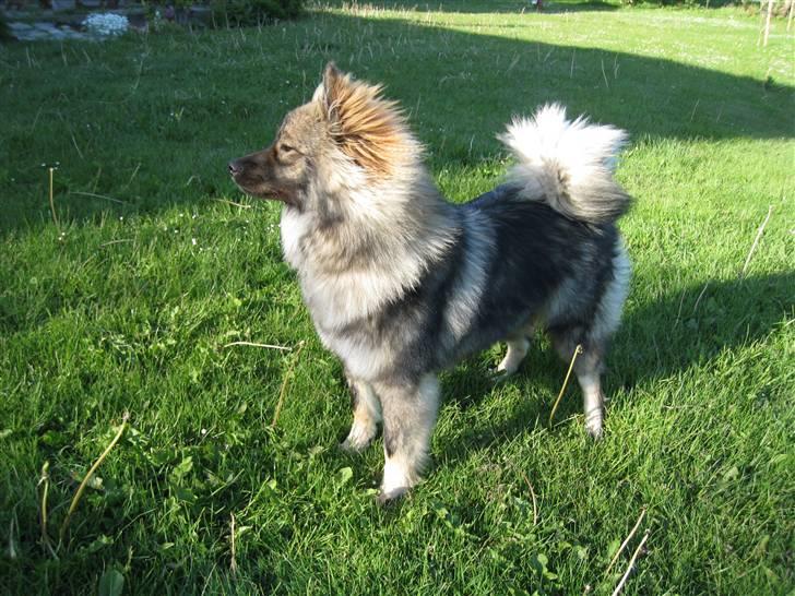 Eurasier Cheyenne vom Morgenstern billede 1
