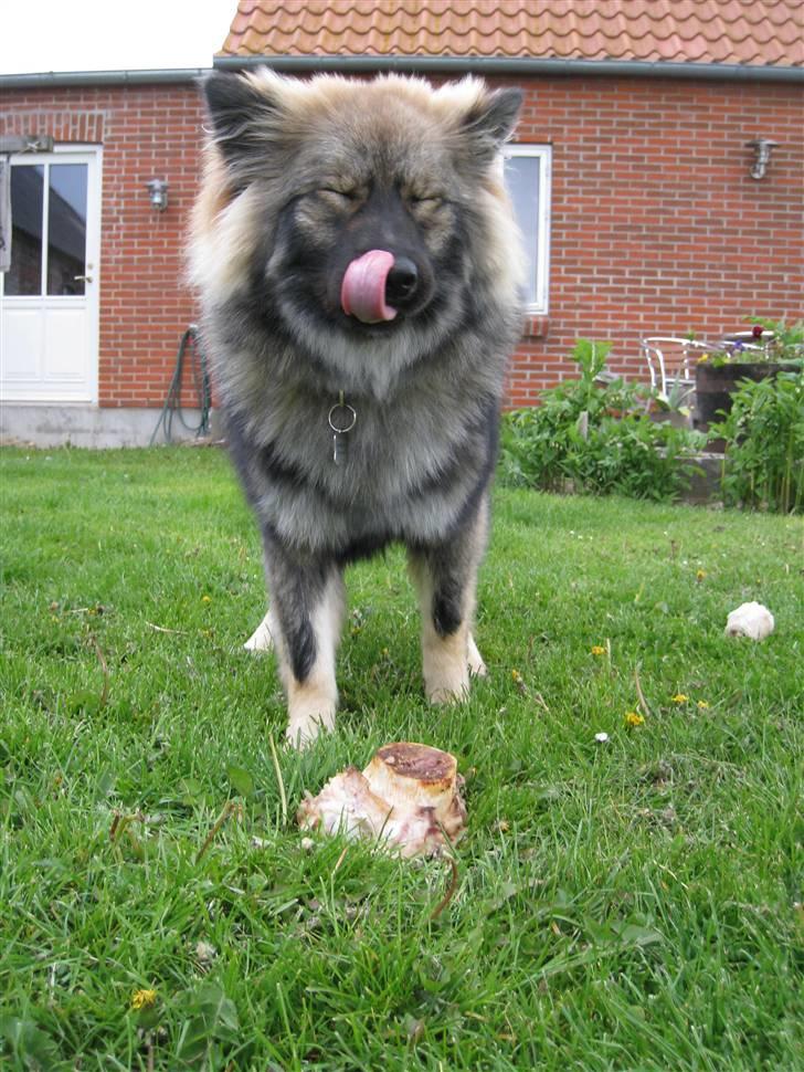 Eurasier Cheyenne vom Morgenstern billede 2