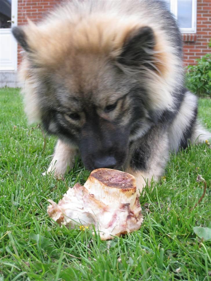 Eurasier Cheyenne vom Morgenstern billede 3