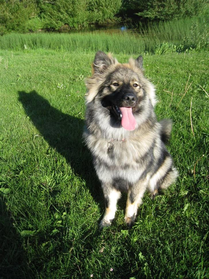 Eurasier Cheyenne vom Morgenstern billede 4