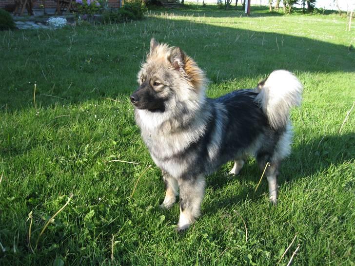 Eurasier Cheyenne vom Morgenstern billede 5