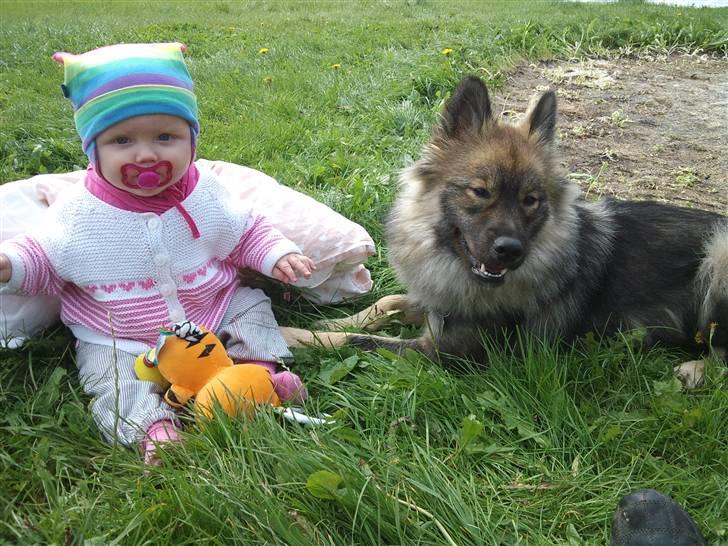 Eurasier Cheyenne vom Morgenstern billede 6