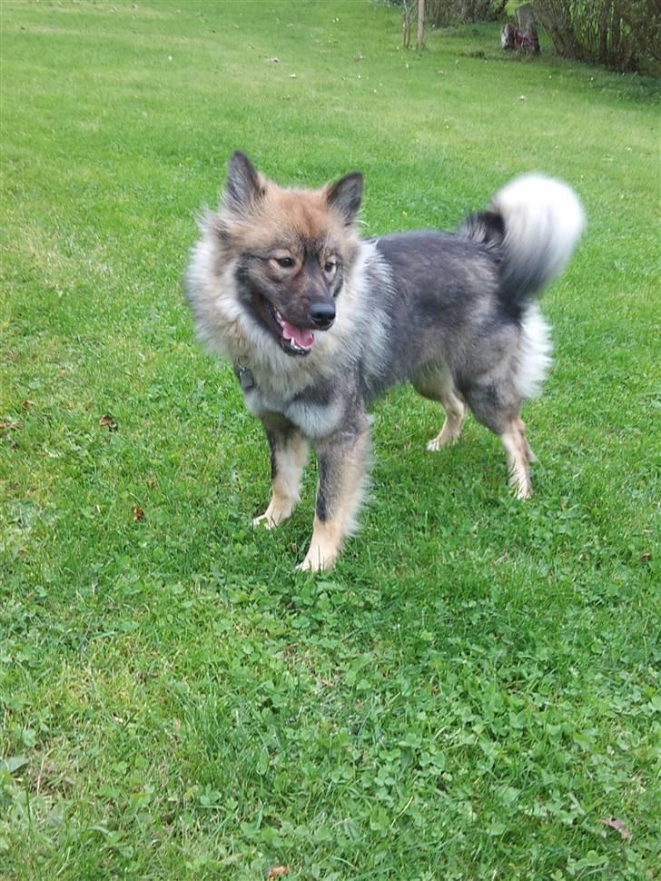 Eurasier Cheyenne vom Morgenstern billede 7